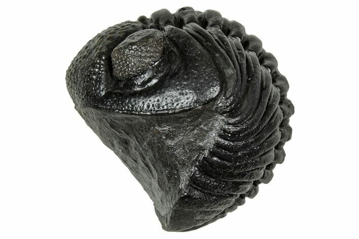Wide, Enrolled Pedinopariops Trilobite - Excellent Eyes #347741